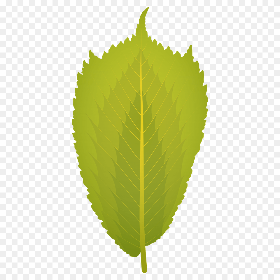 Wych Elm Summer Leaf Clipart, Plant Png Image