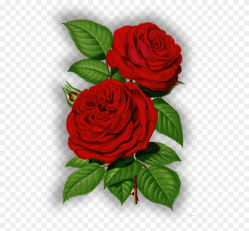 X 1020 Good Morning Share Chat, Flower, Plant, Rose Free Png