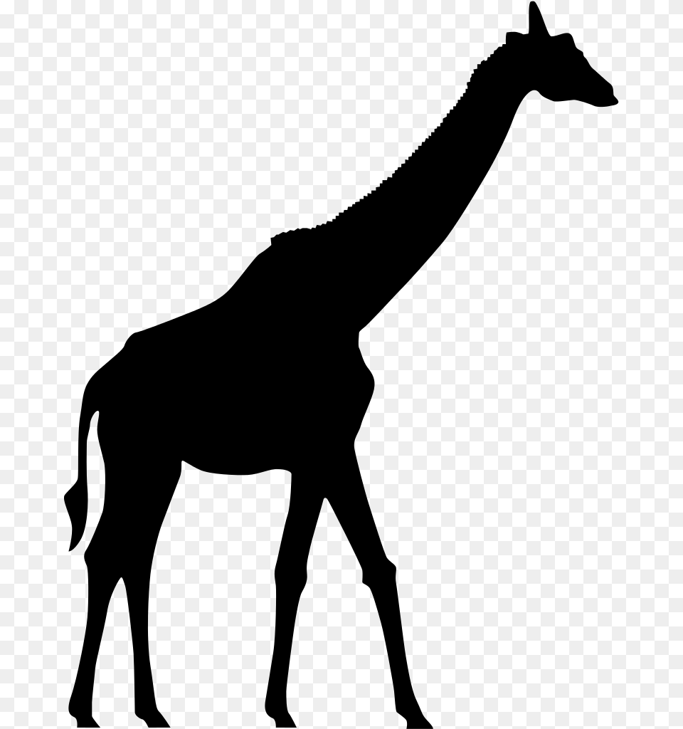X 1024 3 Sombra De Uma Girafa, Gray Png Image