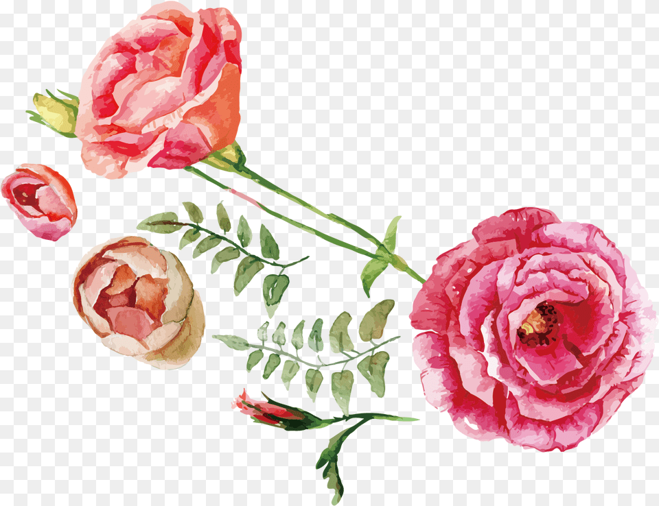 X 1062 5 Flower Watercolor, Carnation, Plant, Rose, Petal Free Png