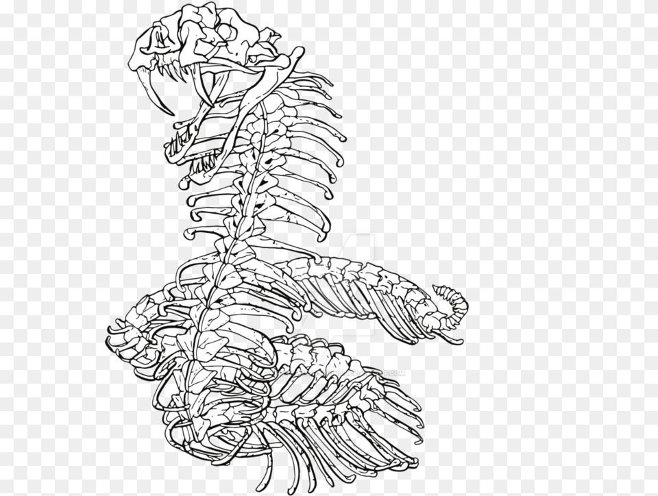 X 1063 Snake Skeleton Line Drawings Png