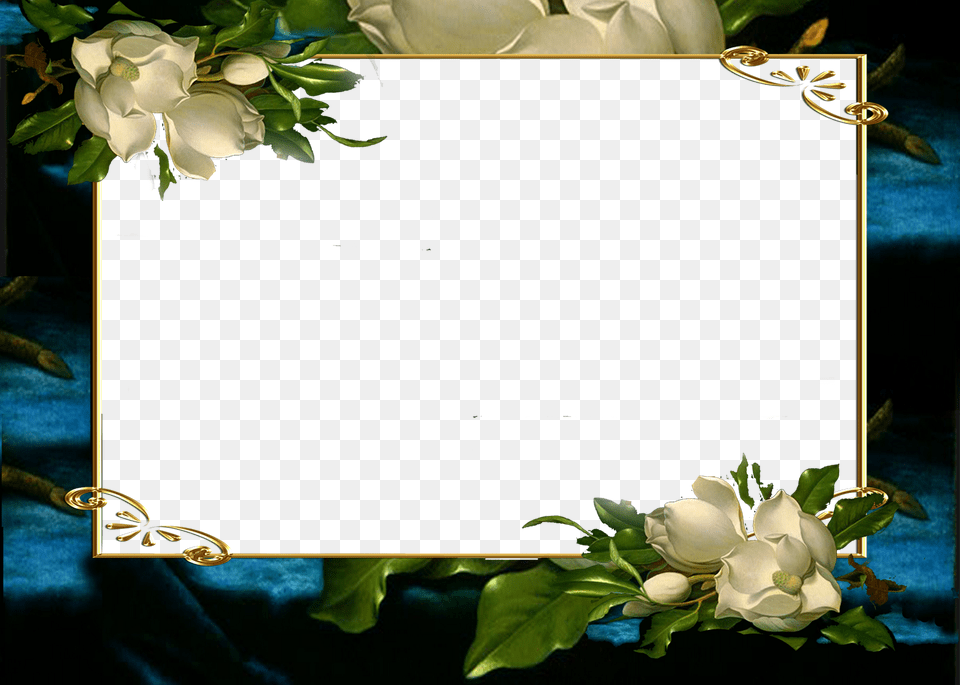 X 1142 15 Marcos Para, Flower, Plant, Petal, Rose Png