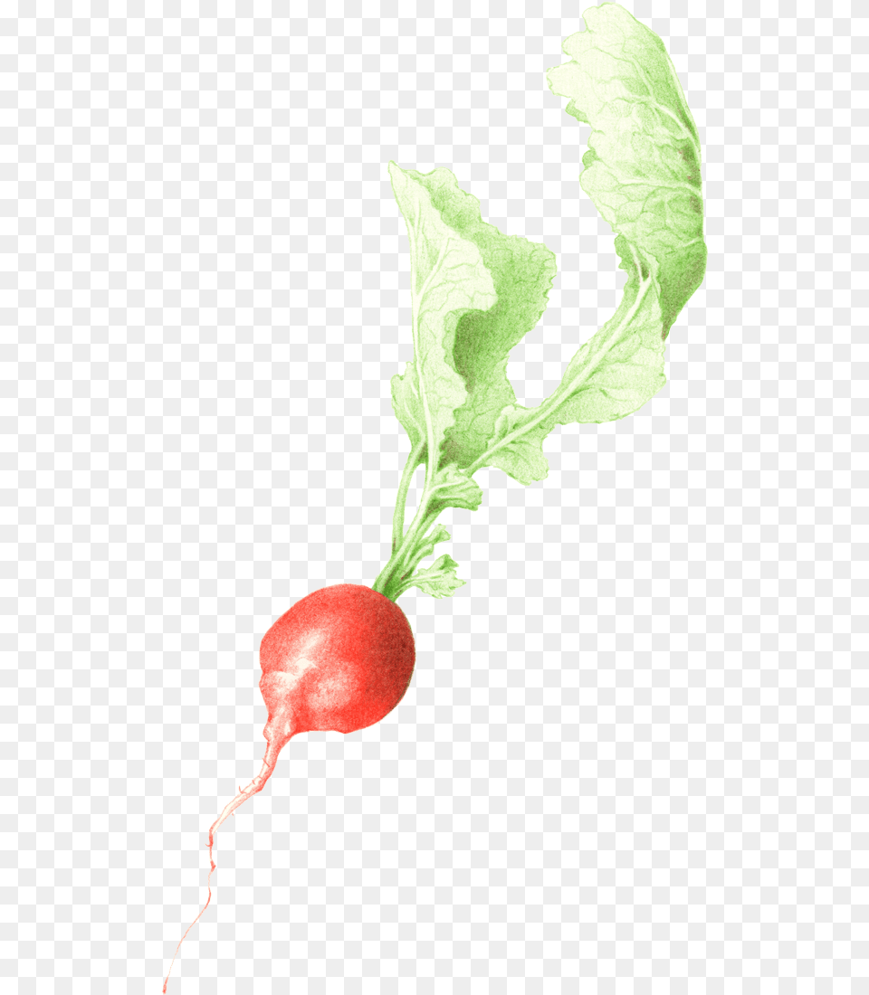 X 1200 1 Radish, Food, Plant, Produce, Vegetable Free Transparent Png