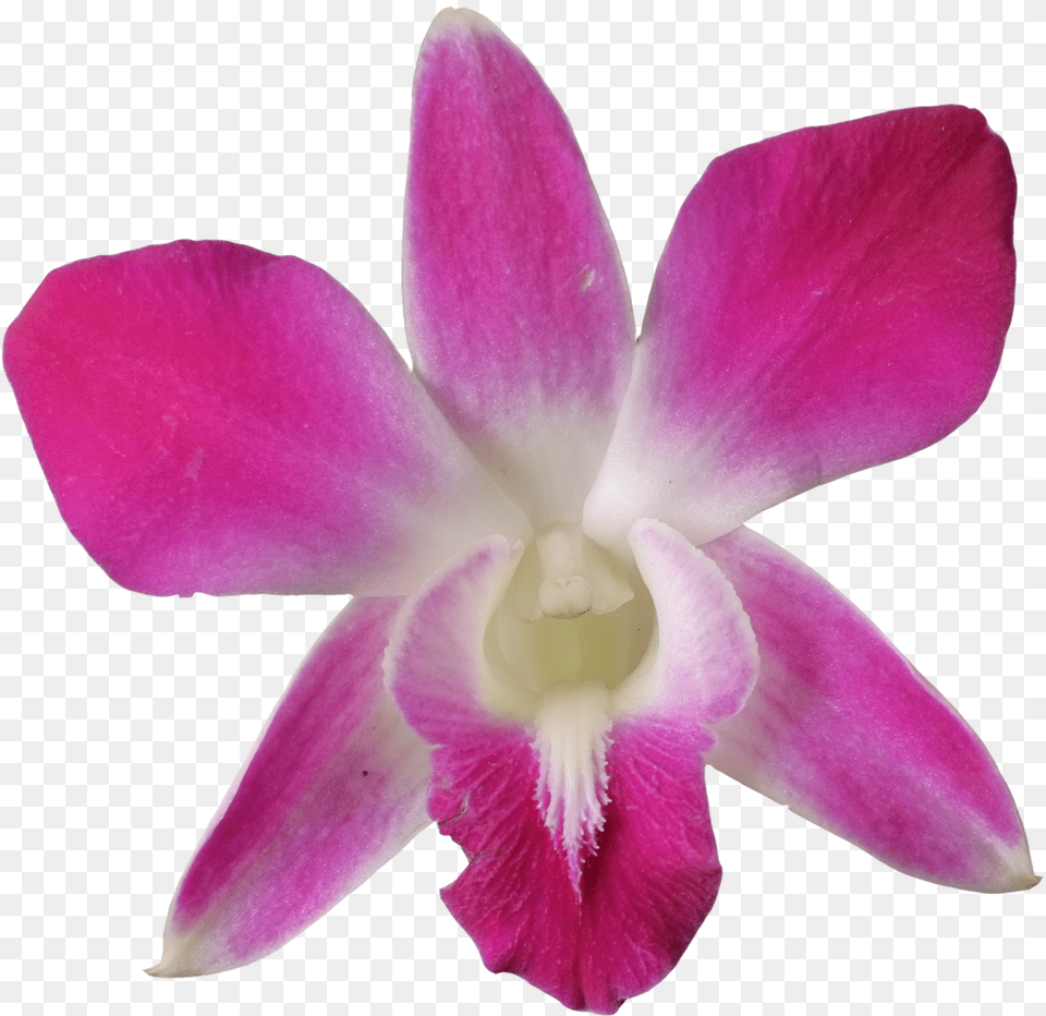X 1200 4 Purple Dendrobium Orchid, Flower, Plant, Rose, Petal Free Png