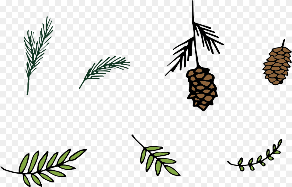 X 1200 5 Conifer Cone, Plant, Tree, Vegetation, Pattern Png