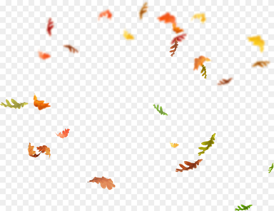 X 1232 25 0 Falling Leaves Overlay, Flower, Leaf, Petal, Plant Png Image