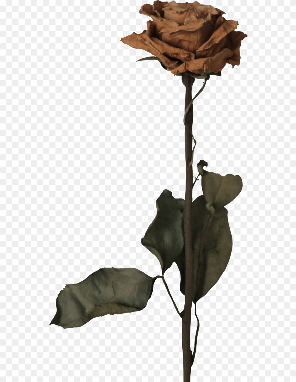 X 1238 Dead Flowers, Flower, Leaf, Plant, Rose Free Png