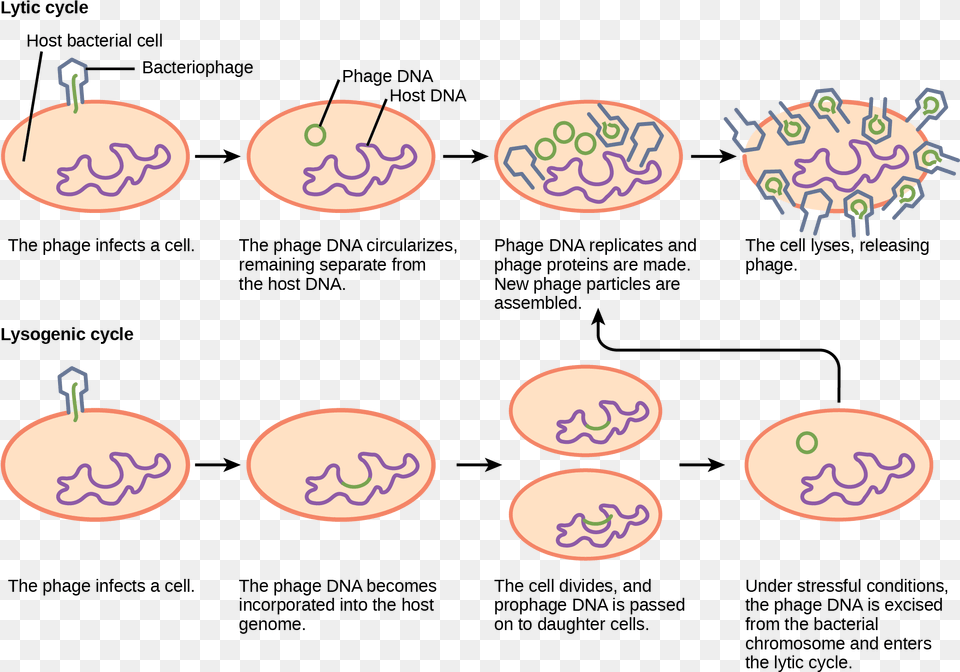 X 1465 2 Does Bacteria Cause Disease Diagram, Accessories, Earring, Jewelry, Text Free Png