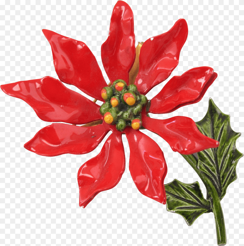 X 1641 Poinsettia, Flower, Plant, Petal, Leaf Png Image