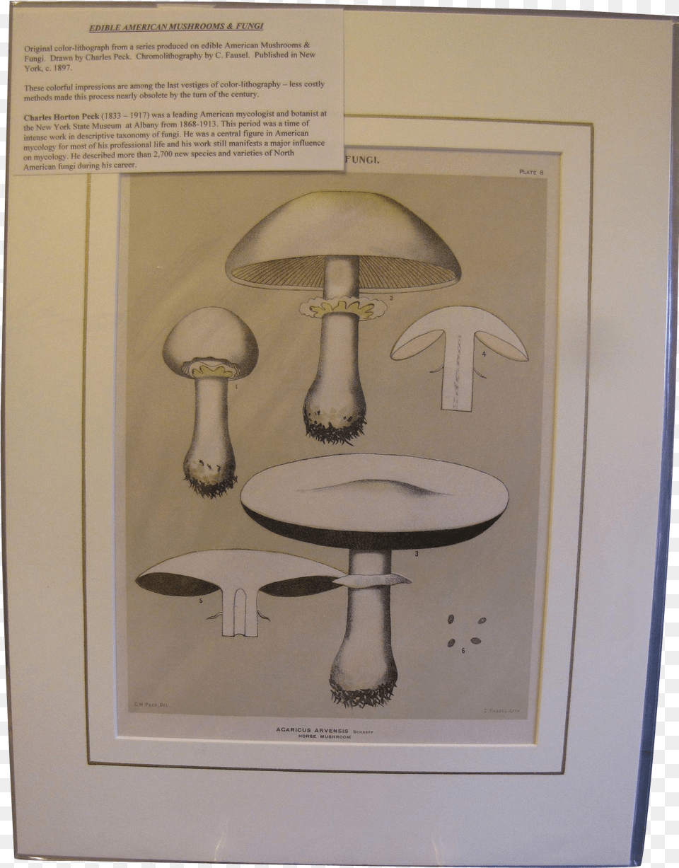 X 1980, Fungus, Plant, Lamp, Mushroom Free Png Download