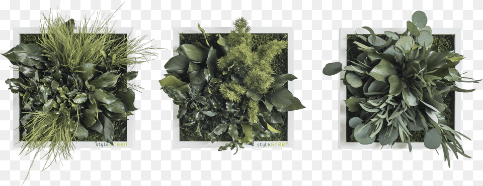 X 22 Set Van 3 Artificial Flower, Herbal, Herbs, Plant, Art Free Png Download