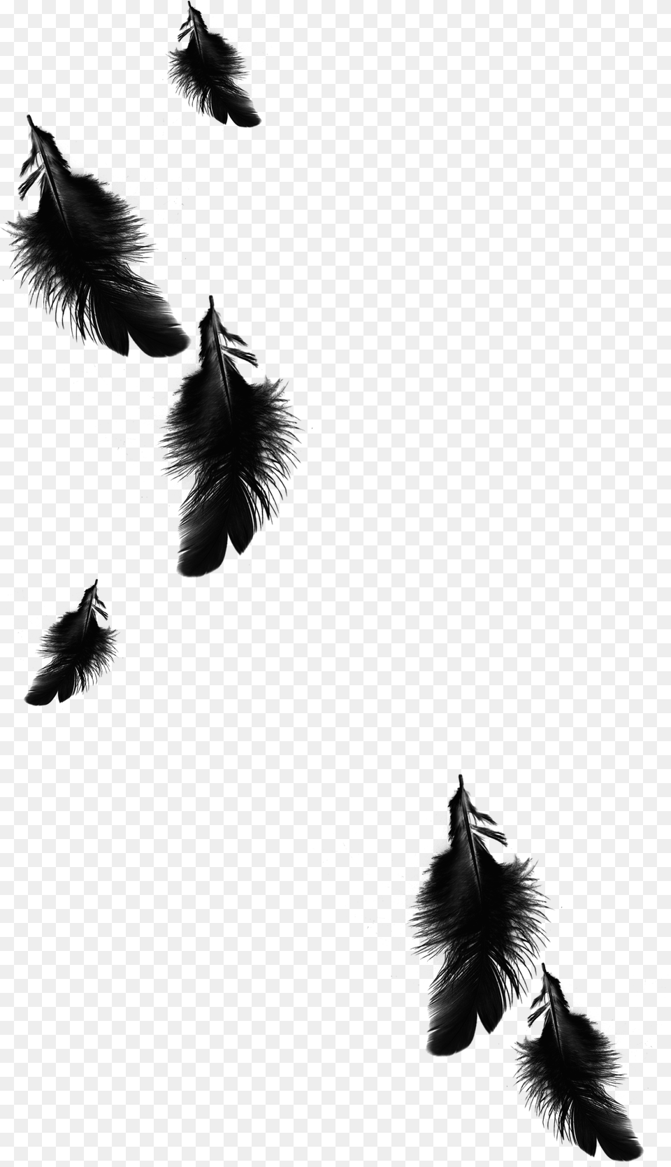 X 2258 5 Black Feathers Free Png