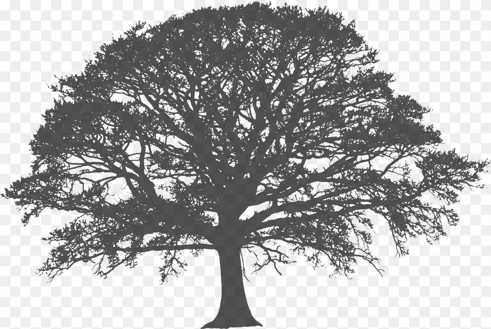 X 2336 White Tree Silhouette, Gray Png