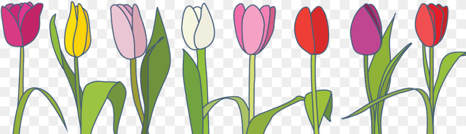 X 329 0 Spring Banners Transparent Clipart, Flower, Plant, Tulip Free Png