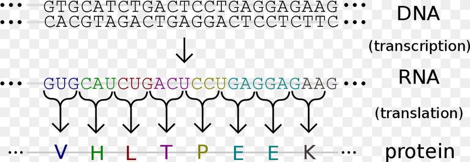X 455 12 Genetic Code Translation, Text Free Png