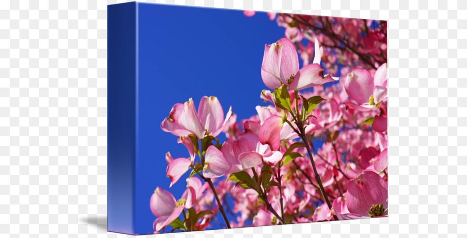 X 489, Petal, Flower, Nature, Outdoors Free Png Download