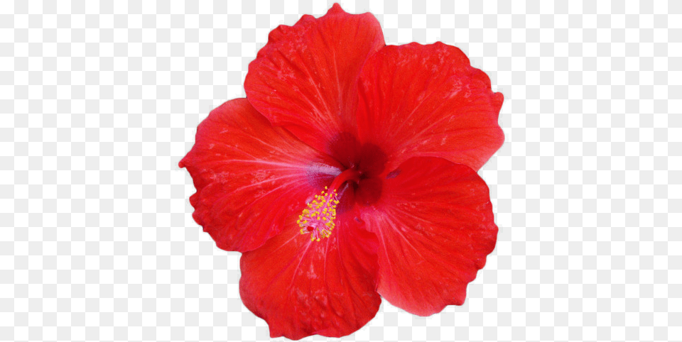 X 489 8 Red Hibiscus Flower, Plant Png Image