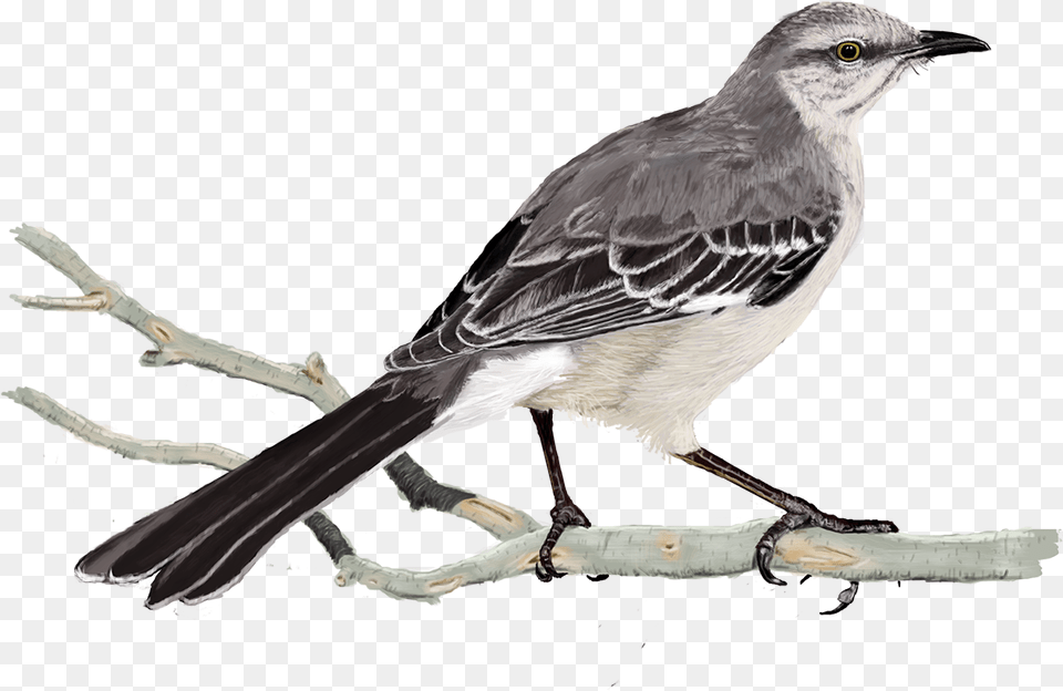 X 5 0 Mockingbird, Animal, Anthus, Bird, Finch Png Image