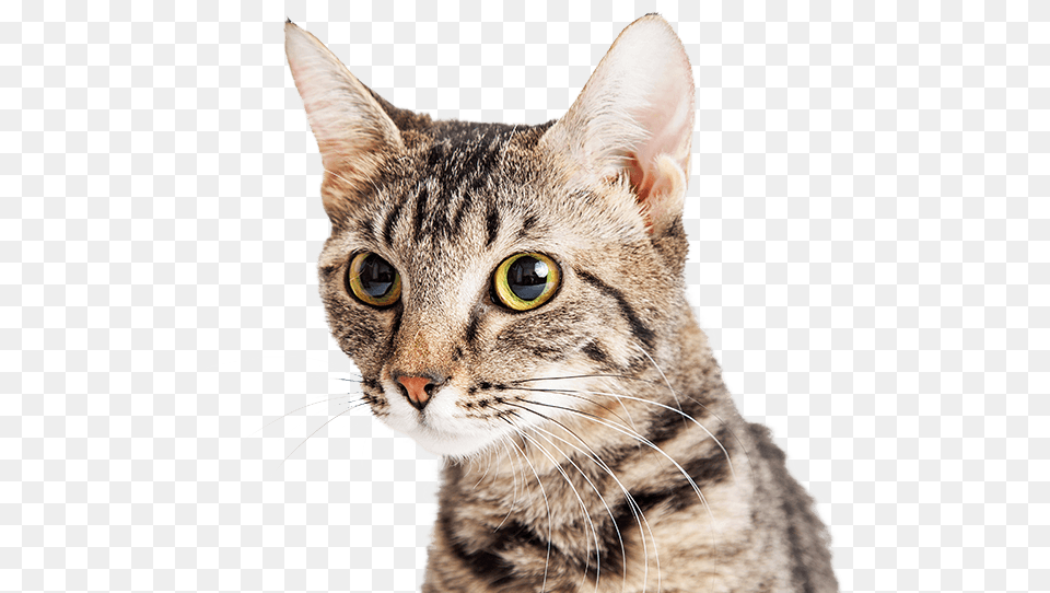 X 550 22 Domestic Short Haired Cat, Abyssinian, Animal, Mammal, Pet Free Transparent Png