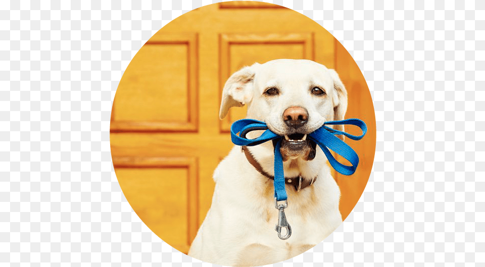 X 565 7 Dog Walker Facebook Ad, Photography, Animal, Canine, Mammal Free Transparent Png
