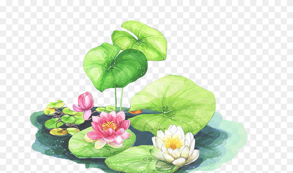 X 566 1 Lotus Leaf Background Clipart, Flower, Plant, Lily, Pond Lily Free Png