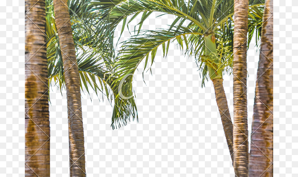 X 571 8 Trees Frame, Palm Tree, Plant, Tree, Nature Png Image
