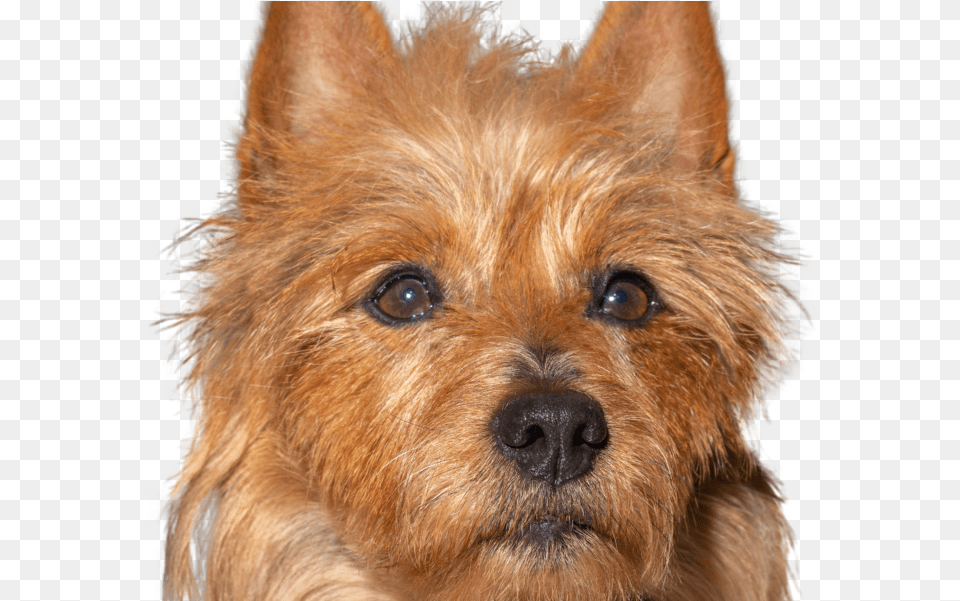 X 600 1 Australian Terrier, Animal, Canine, Dog, Mammal Png