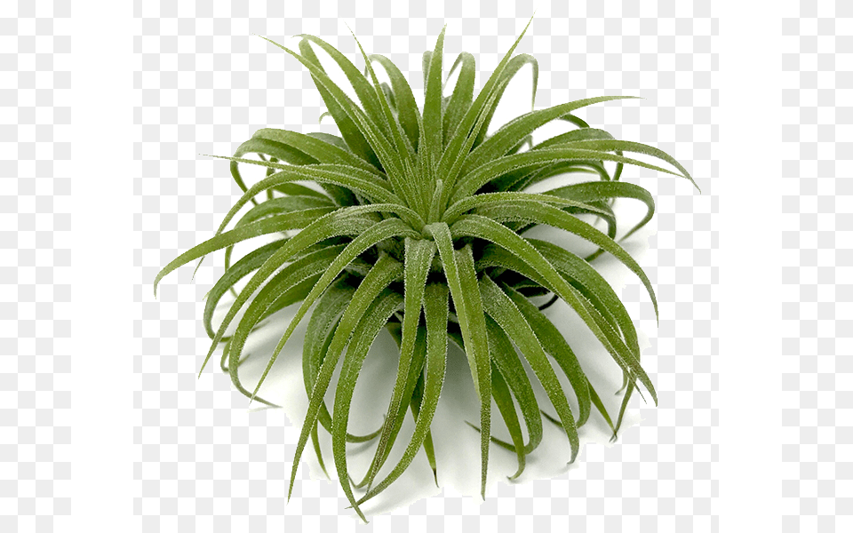 X 600 2 Air Plant Transparent, Aloe, Leaf Png