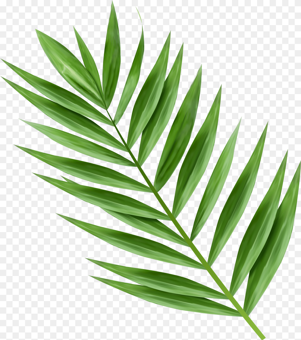 X 6000 14 Palm Tree Leaves Png