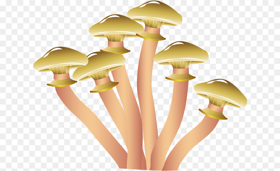 X 620 2 Popular Mushrooms, Agaric, Fungus, Mushroom, Plant Free Png