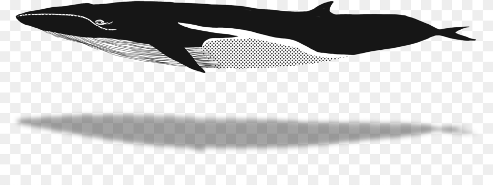 X 640 5 Humpback Whale, Animal, Mammal, Sea Life, Blade Png