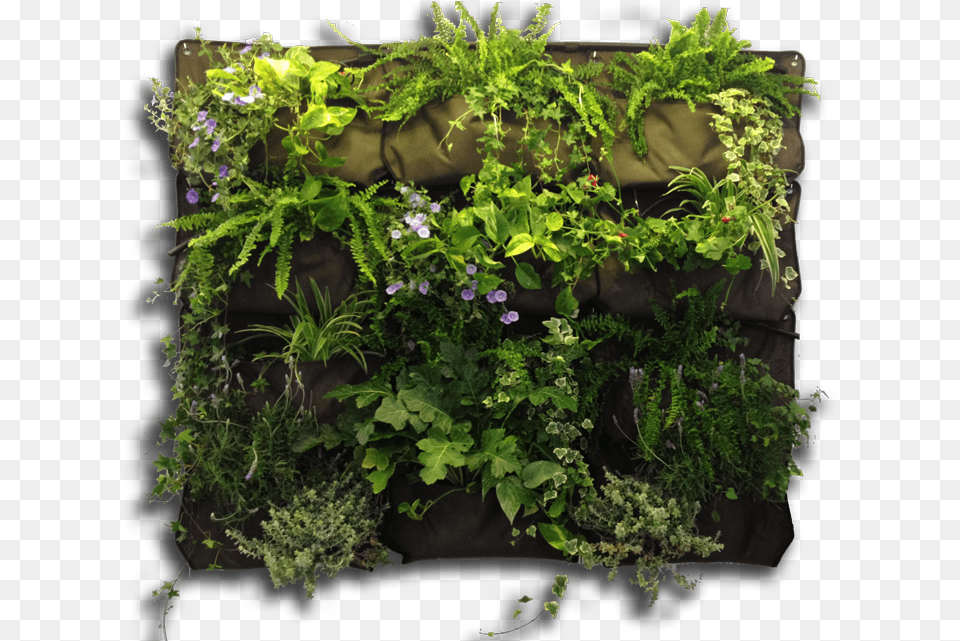 X 640 6 Vertical Garden Transparent, Nature, Potted Plant, Plant, Herbs Png Image