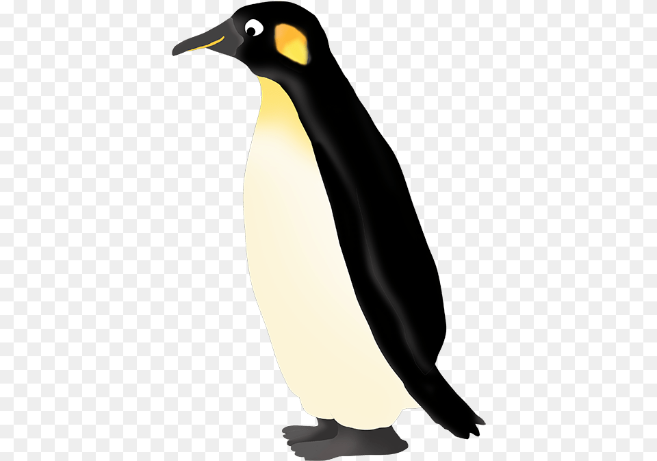 X 673 5 King Penguin, Animal, Bird, King Penguin, Person Free Png Download
