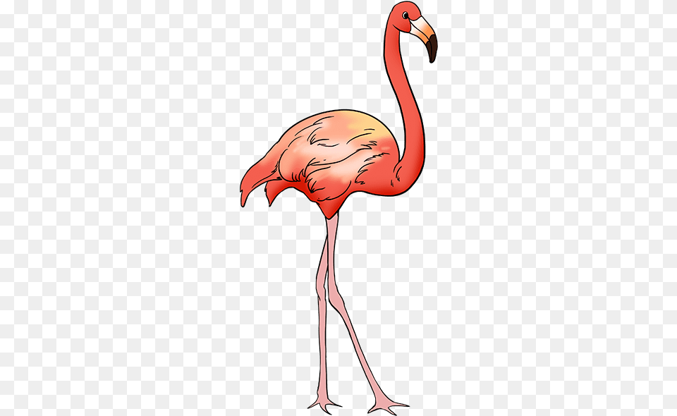 X 678 2 Easy Flamingo Drawing, Animal, Bird, Beak, Adult Free Png