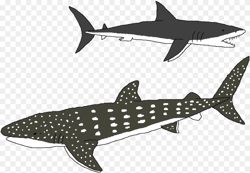 X 700 1 Whale Shark, Animal, Sea Life, Fish Free Png