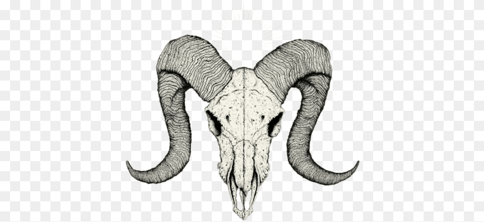 X 700 14 Ram Skull Reference, Art, Drawing, Animal, Reptile Png Image