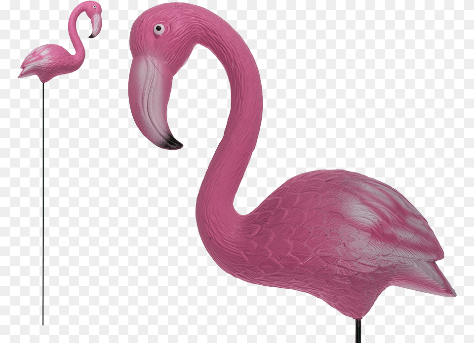 X 709 0 Greater Flamingo, Animal, Bird Free Png