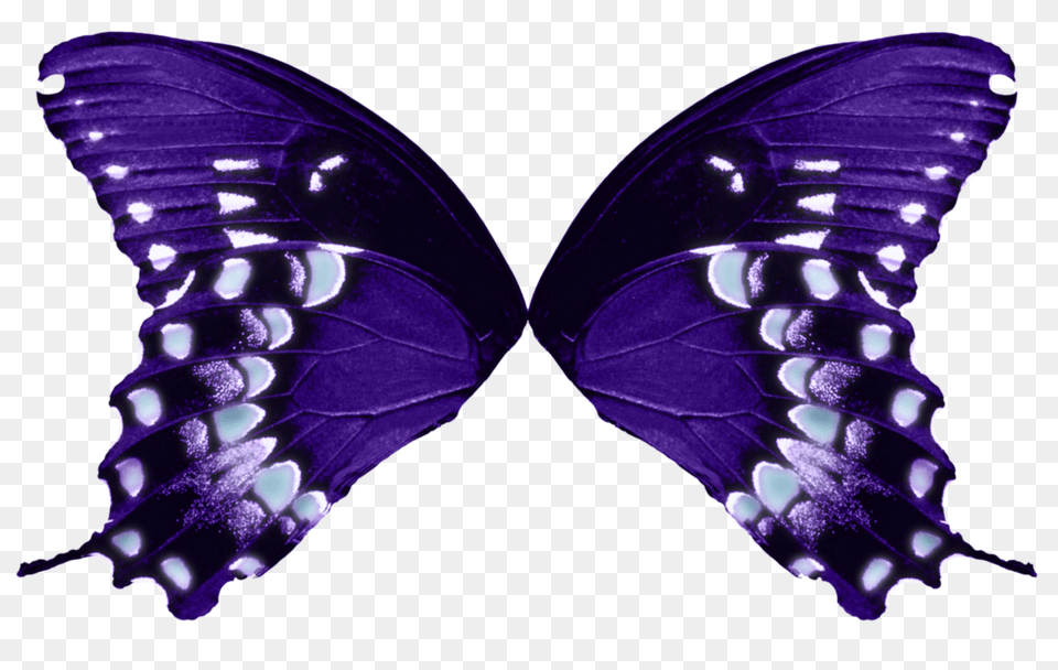 X 711 16 Butterfly Wings Background, Purple, Animal, Insect, Invertebrate Free Transparent Png