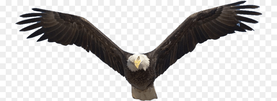 X 735 25 Soaring Eagle Clipart Full Size Bald Eagle Migration Birds, Animal, Bird, Flying, Bald Eagle Png