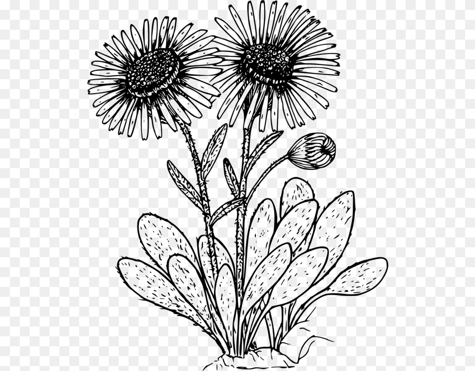 X 750 3 Daisies Clipart Black And White, Gray Free Png