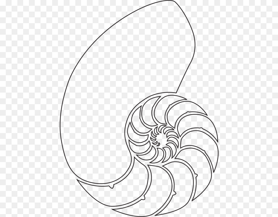 X 750 4 Nautilus Shell Drawing, Spiral, Coil Free Png Download