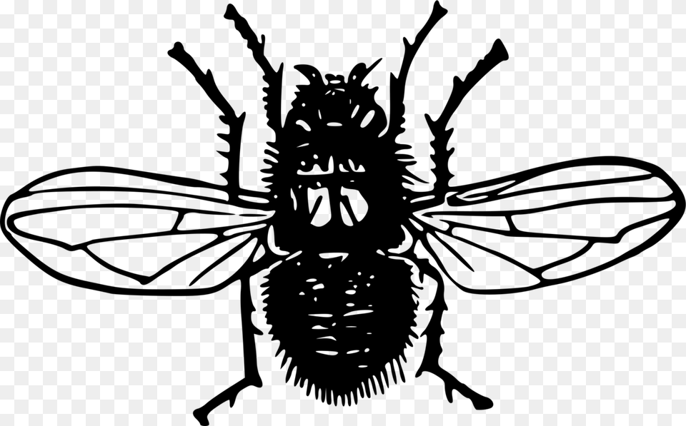 X 750 6 Silhouette Blowfly, Gray Free Transparent Png