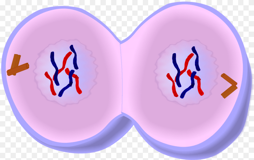 X 752 15 Mitosis Telophase, Face, Head, Person, Heart Free Png Download