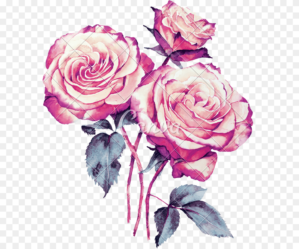 X 800 1 Watercolor Painting, Flower, Plant, Rose, Flower Arrangement Free Transparent Png
