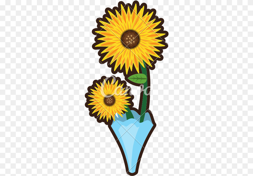 X 800 2 African Daisy, Flower, Plant, Sunflower, Person Free Png Download