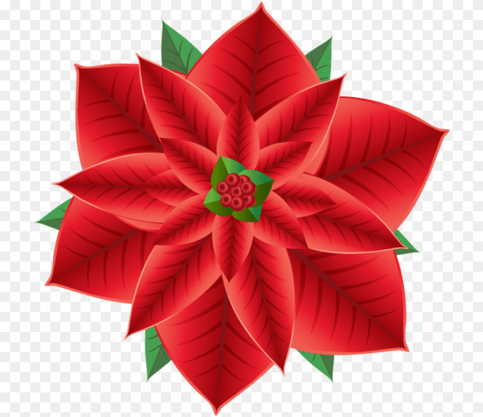 X 846 Poinsettia, Dahlia, Flower, Leaf, Plant Free Transparent Png