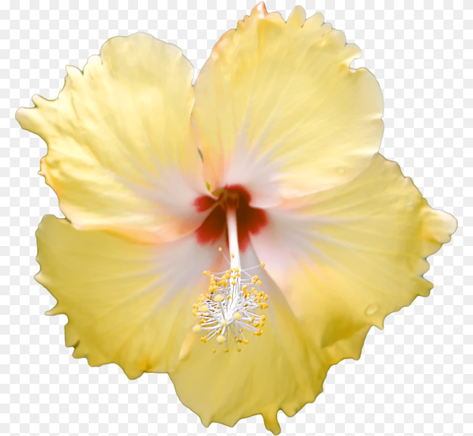 X 886 2 Hawaiian Hibiscus, Flower, Plant, Pollen Png