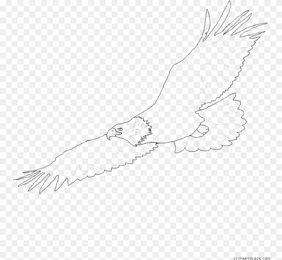 X 894 3 0 Sketch, Animal, Bird, Flying, Vulture Free Transparent Png