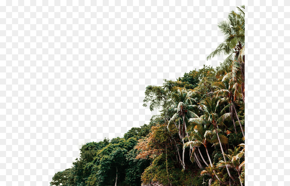 X Close Burundi, Rainforest, Summer, Plant, Tree Free Png Download