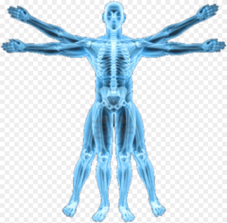 X Ray Human Body Xray, Adult, Female, Person, Woman Png Image